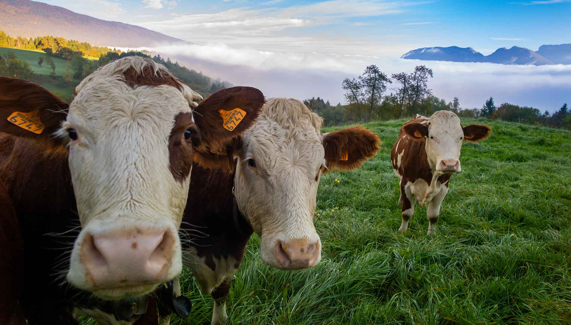 Groupe%20Complexe%20Nutritionnel%20(GCN)