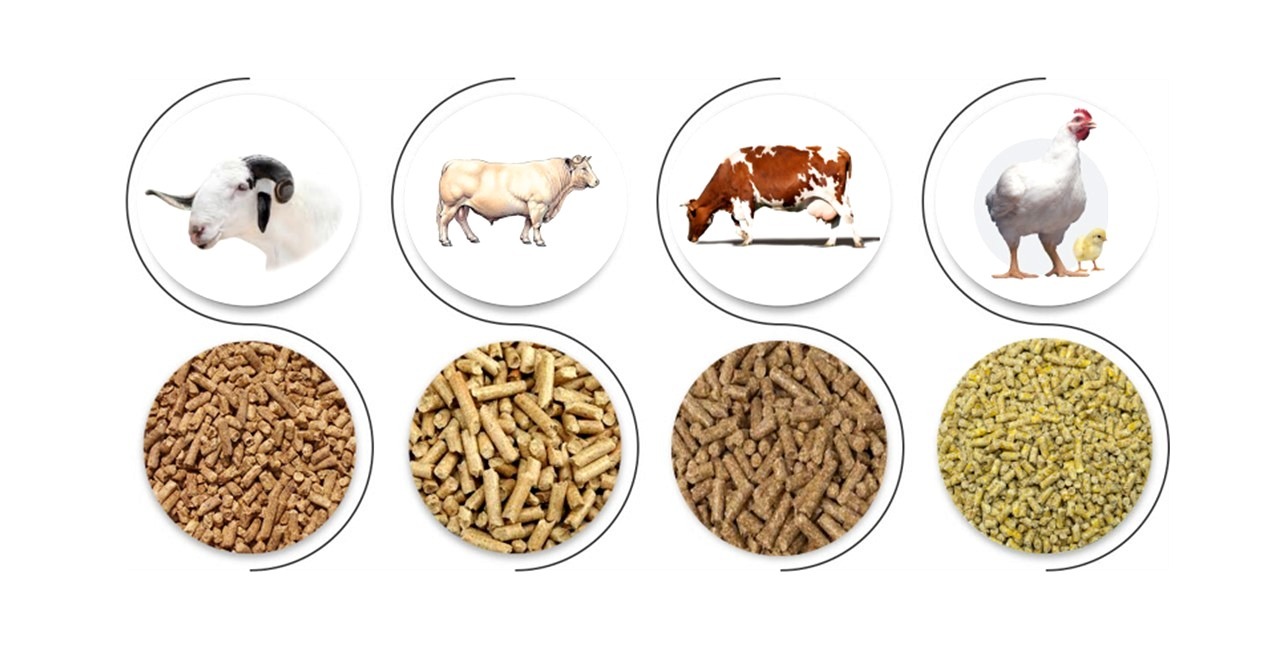 Groupe%20Complexe%20Nutritionnel%20(GCN)